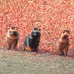 ブログの始め方